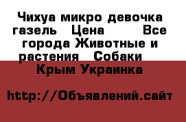 Чихуа микро девочка газель › Цена ­ 65 - Все города Животные и растения » Собаки   . Крым,Украинка